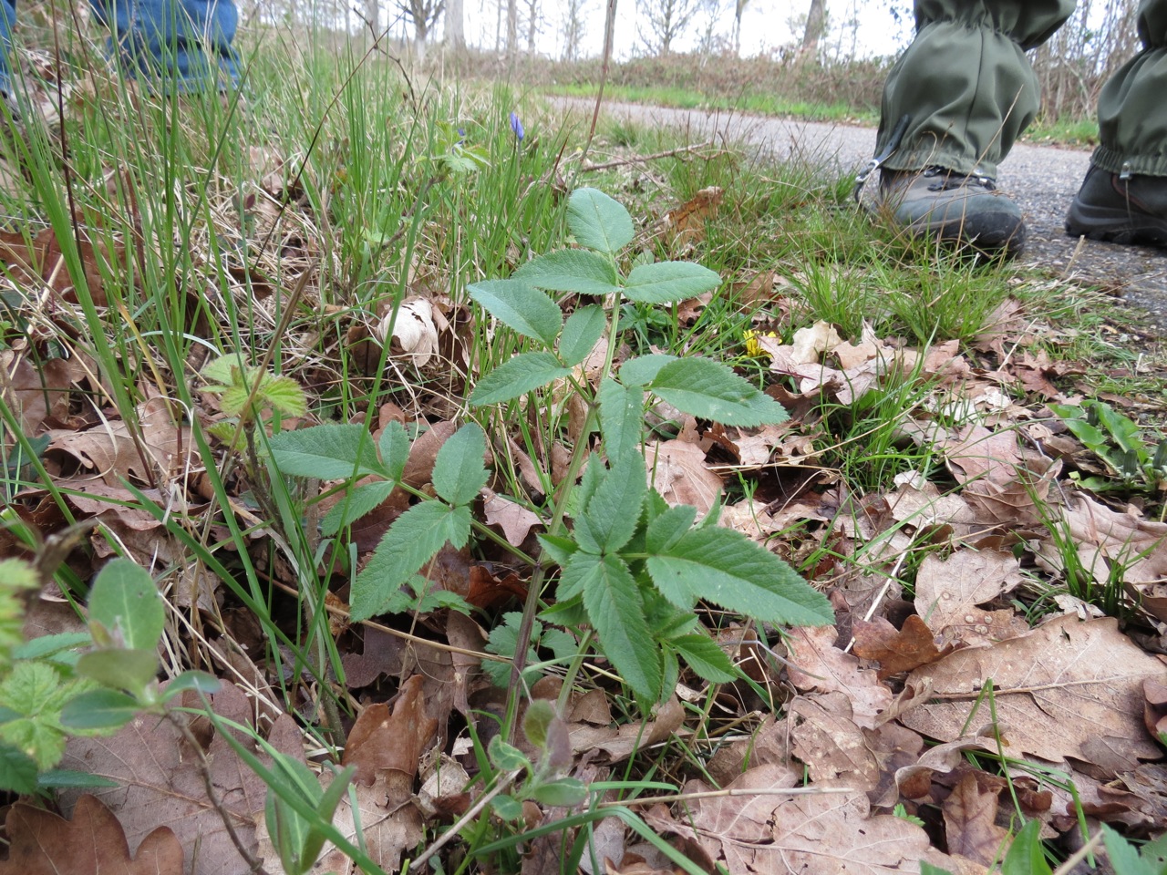 2012-04-21-Botanique avec l'ANY